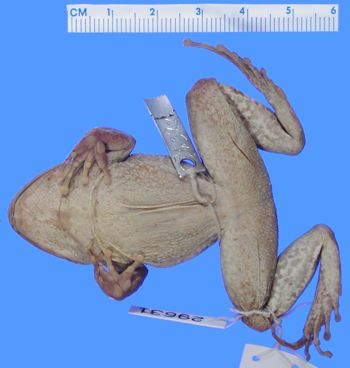 Media type: image; Herpetology A-29631